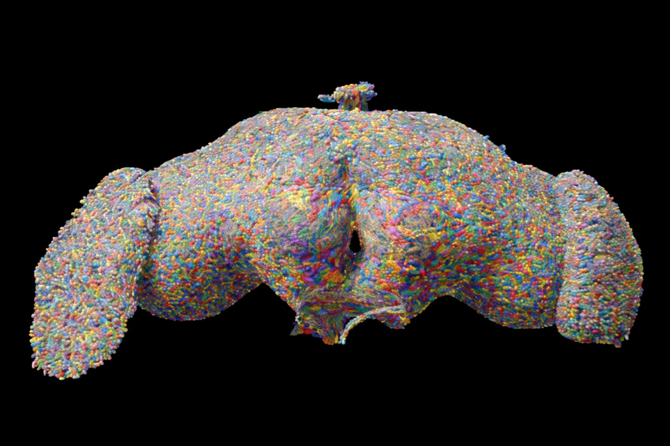 Yetişkin bir meyve sineğinin beynindeki 139.255 beyin hücresinin tamamı. Bu hücrelerdeki aktivite, duyusal algıdan karar vermeye ve uçma gibi eylemlerin kontrolüne kadar tüm organizmayı yönlendirir. Bu hücreler 50 milyondan fazla sinaptik bağlantı ile birbirine bağlıdır.